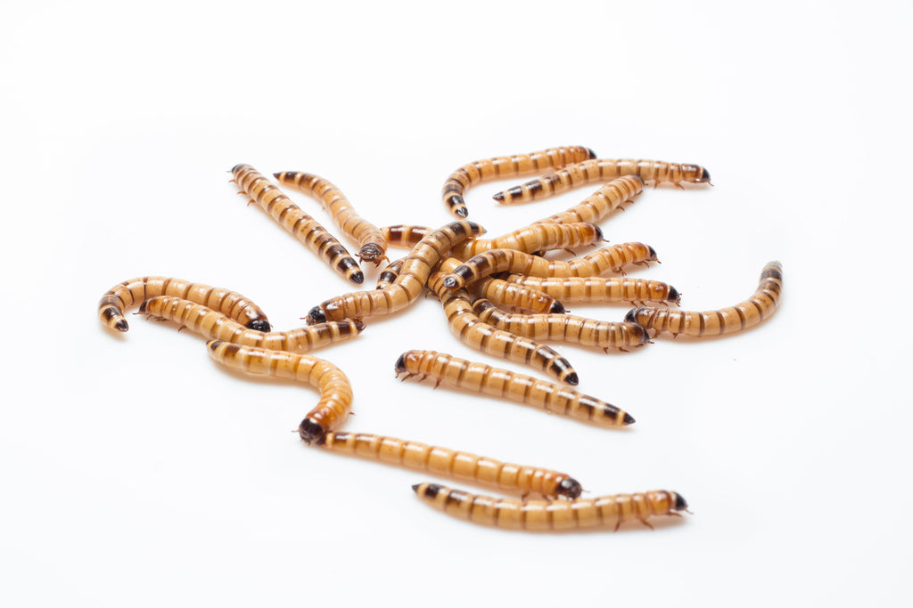 Feeder Insects product image 2