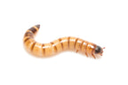 Feeder Insects product image 3