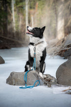 Martingale Dog Collar product image 2