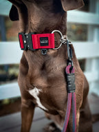 Martingale Dog Collar product image 4
