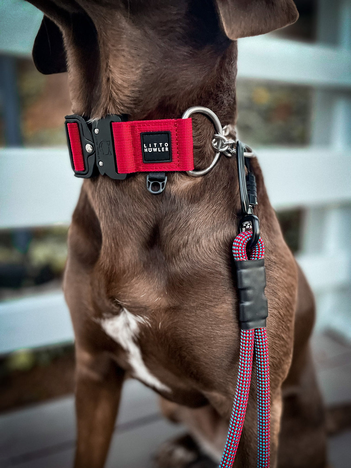 Martingale Dog Collar product image 4