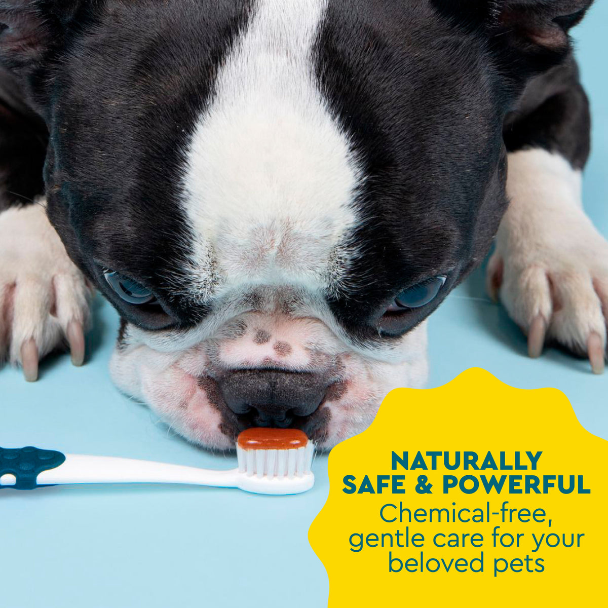 Canine Toothpaste product image 4