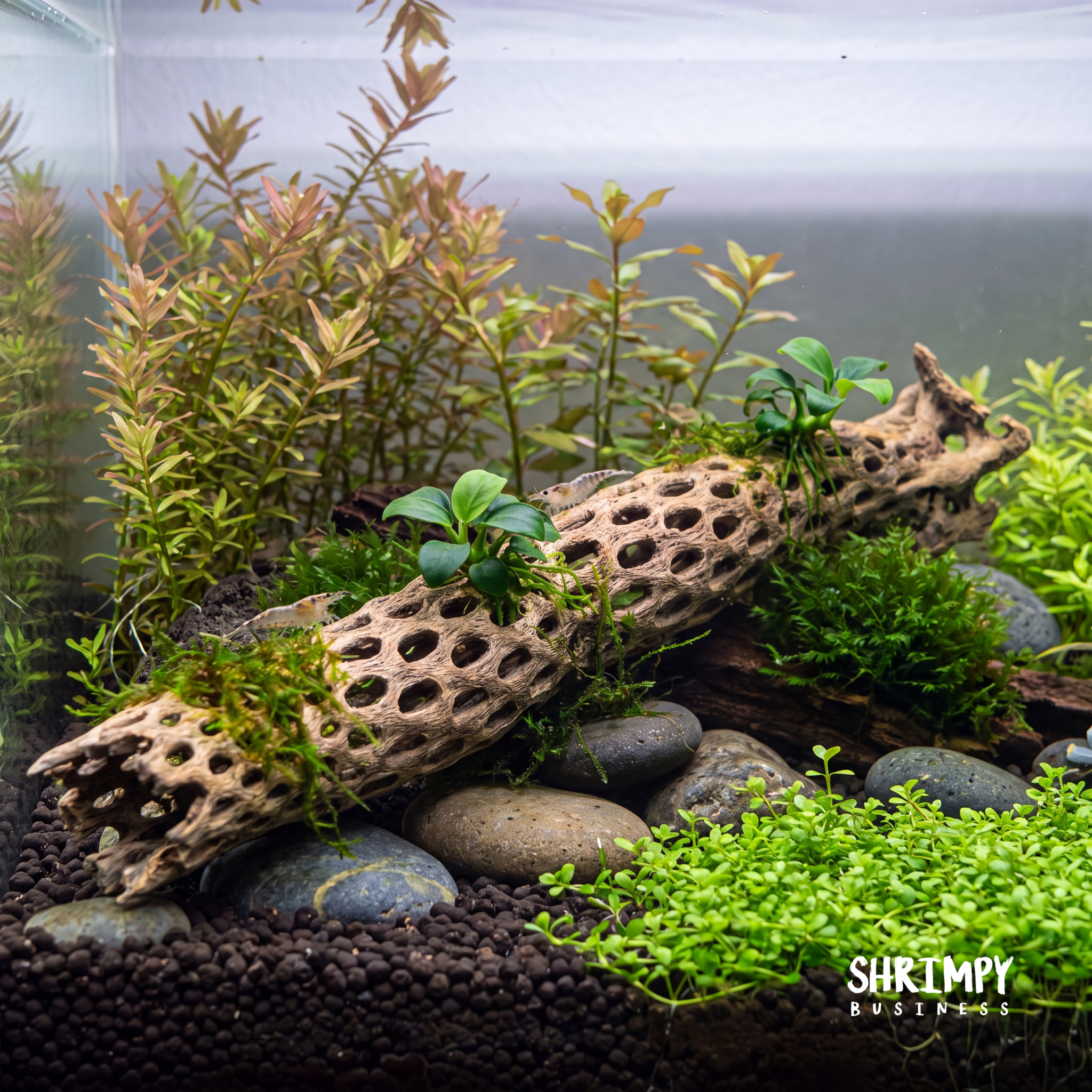 Aquarium Driftwood product image 2