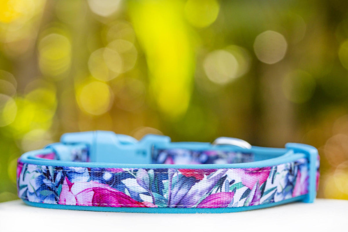 Dog Collar product image 1