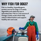Polkadog Salmon Says Training Bits product image 9