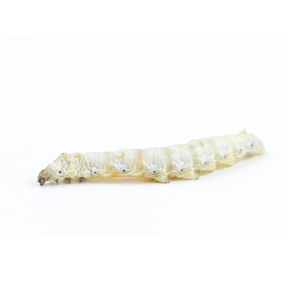 Live Silkworm Reptile Food product image 1
