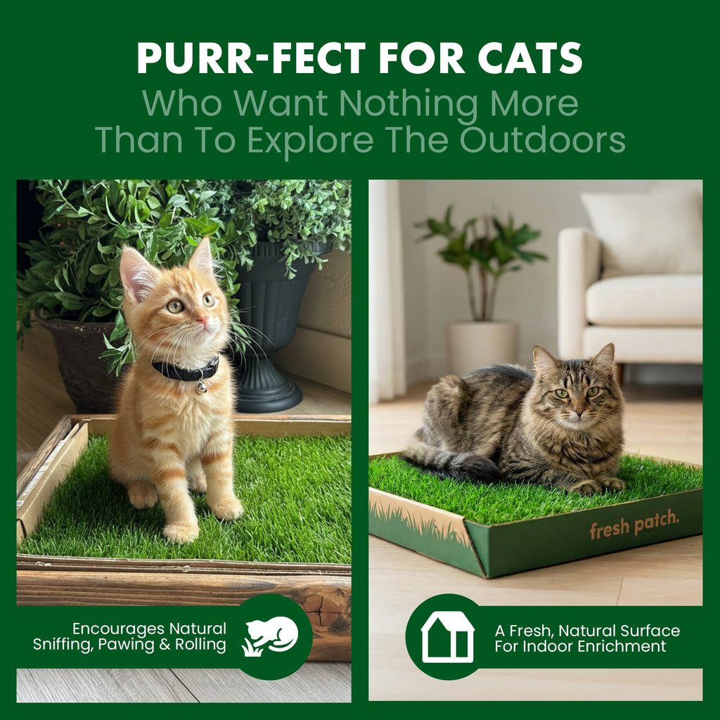 Cat Grass Pads product image 6