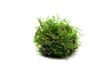 Live Aquarium Moss product image 1