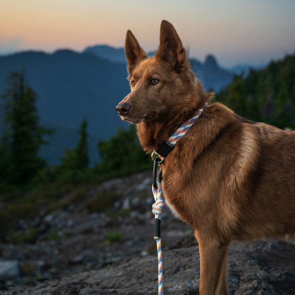 Dog Collar product image 2