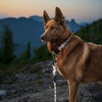 Dog Collar product image 2