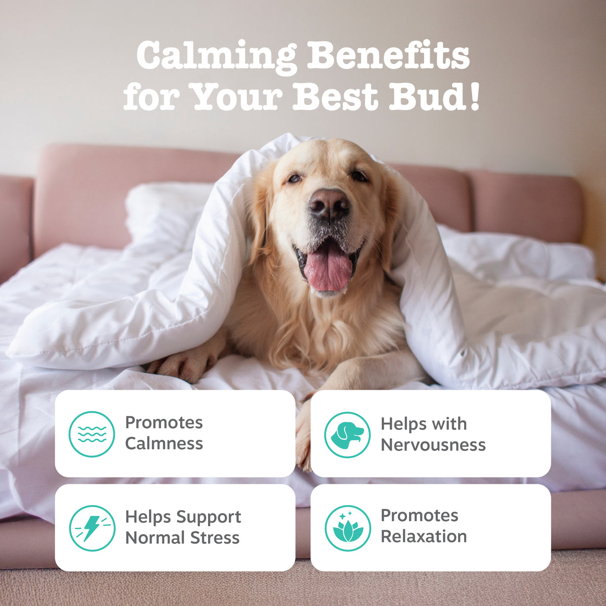 Dog Calming Supplement product image 2