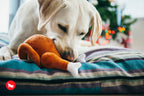 Interactive Dog Toy product image 2