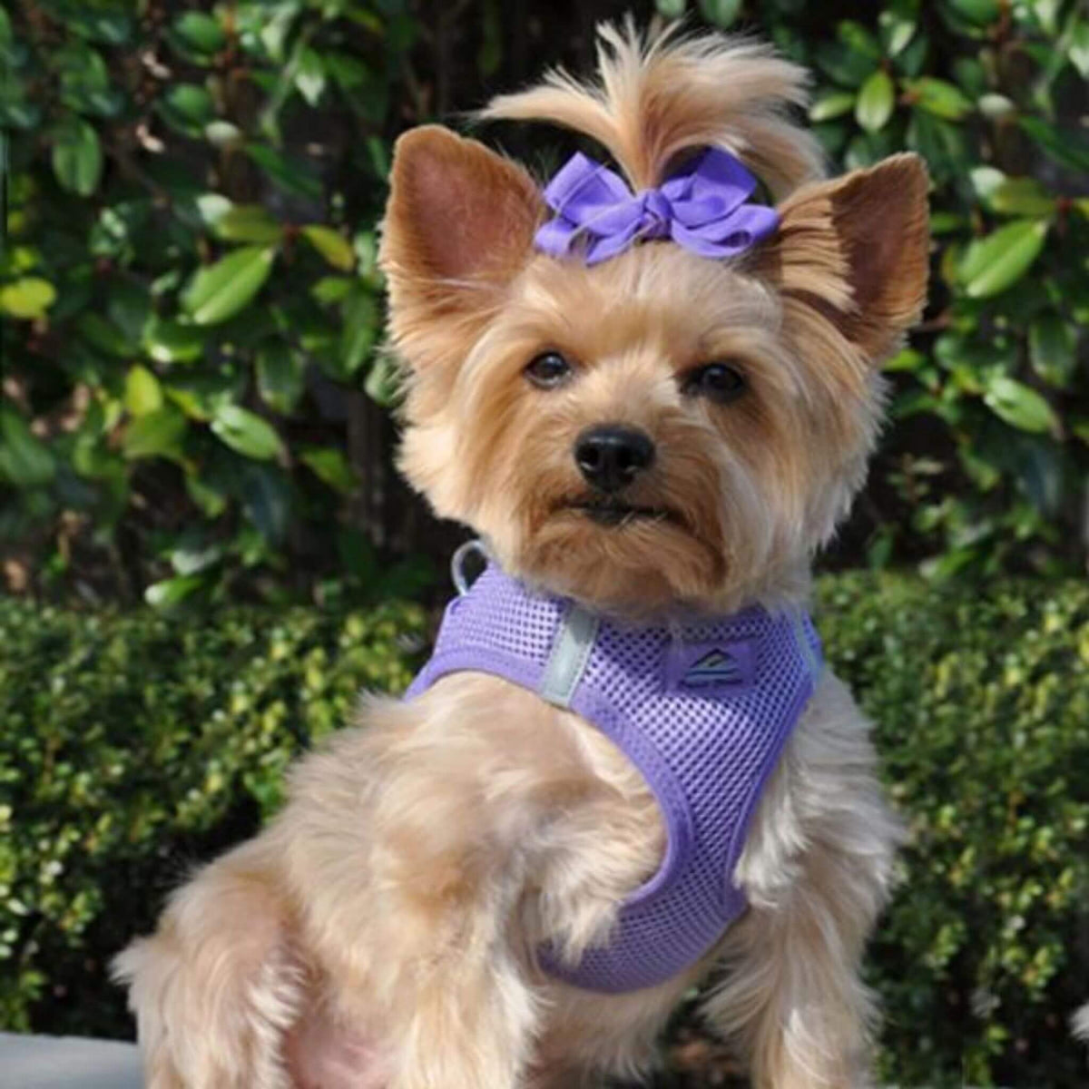 Step-In Dog Harness product image 3