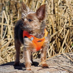 Step-In Dog Harness product image 7