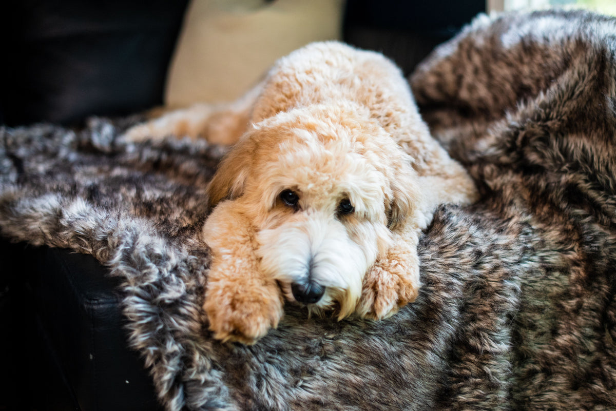 Waterproof Dog Blanket product image 3