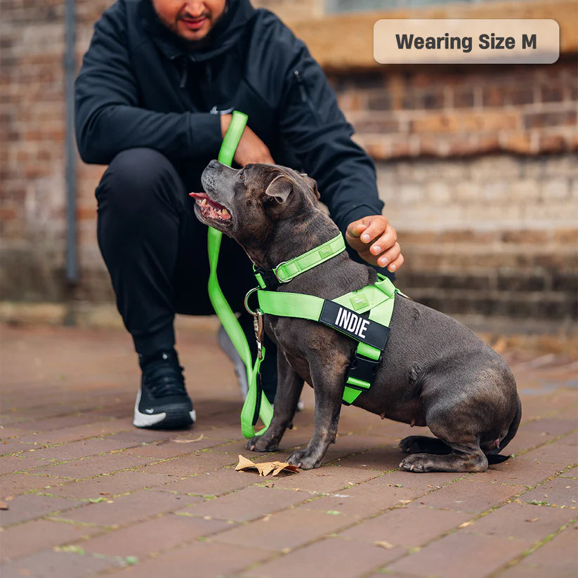 Adjustable Grab-Handle Dog Harness product image 24
