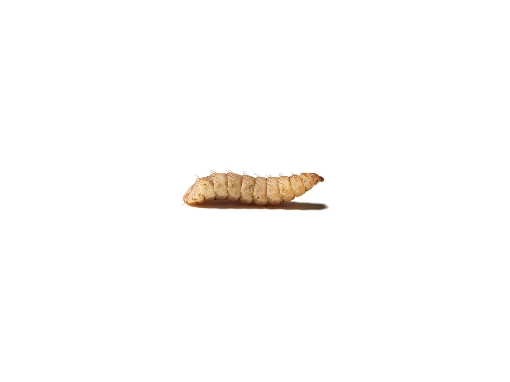 Live Feeder Insects product image 1