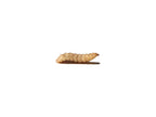 Live Feeder Insects product image 1