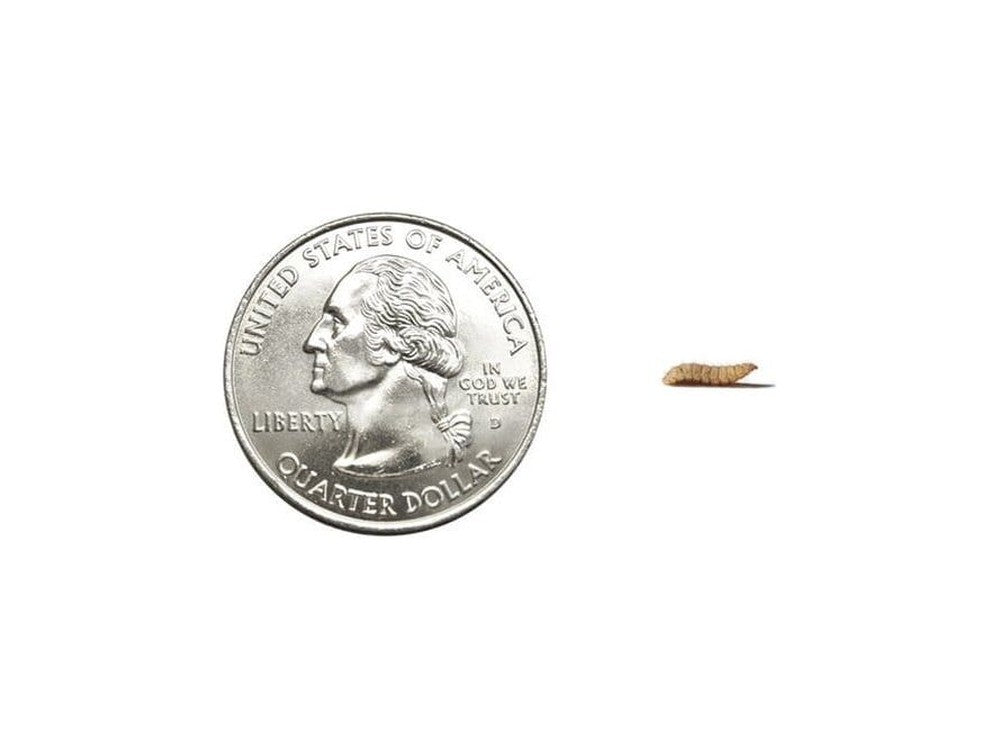 Live Feeder Insects product image 2