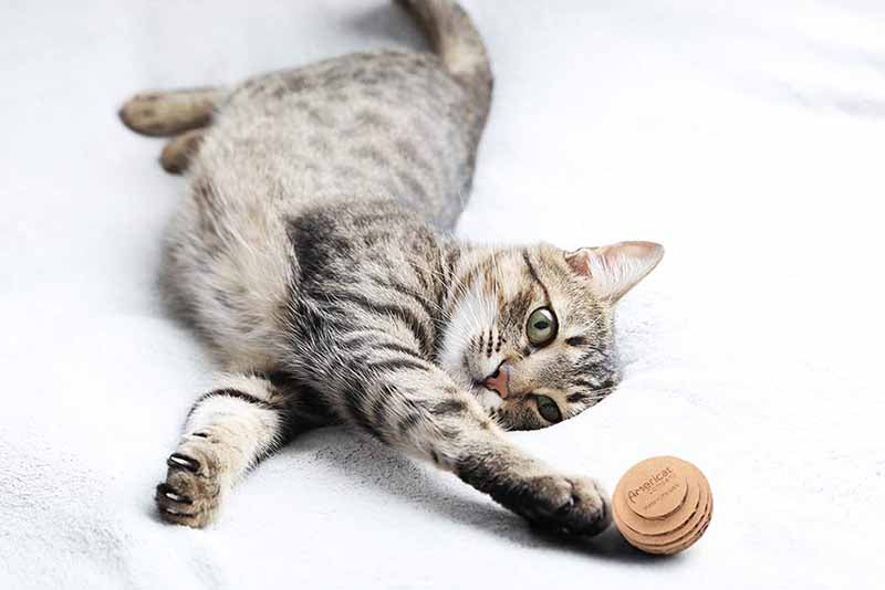 Cat Toy Balls product image 2
