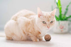 Cat Toy Balls product image 5