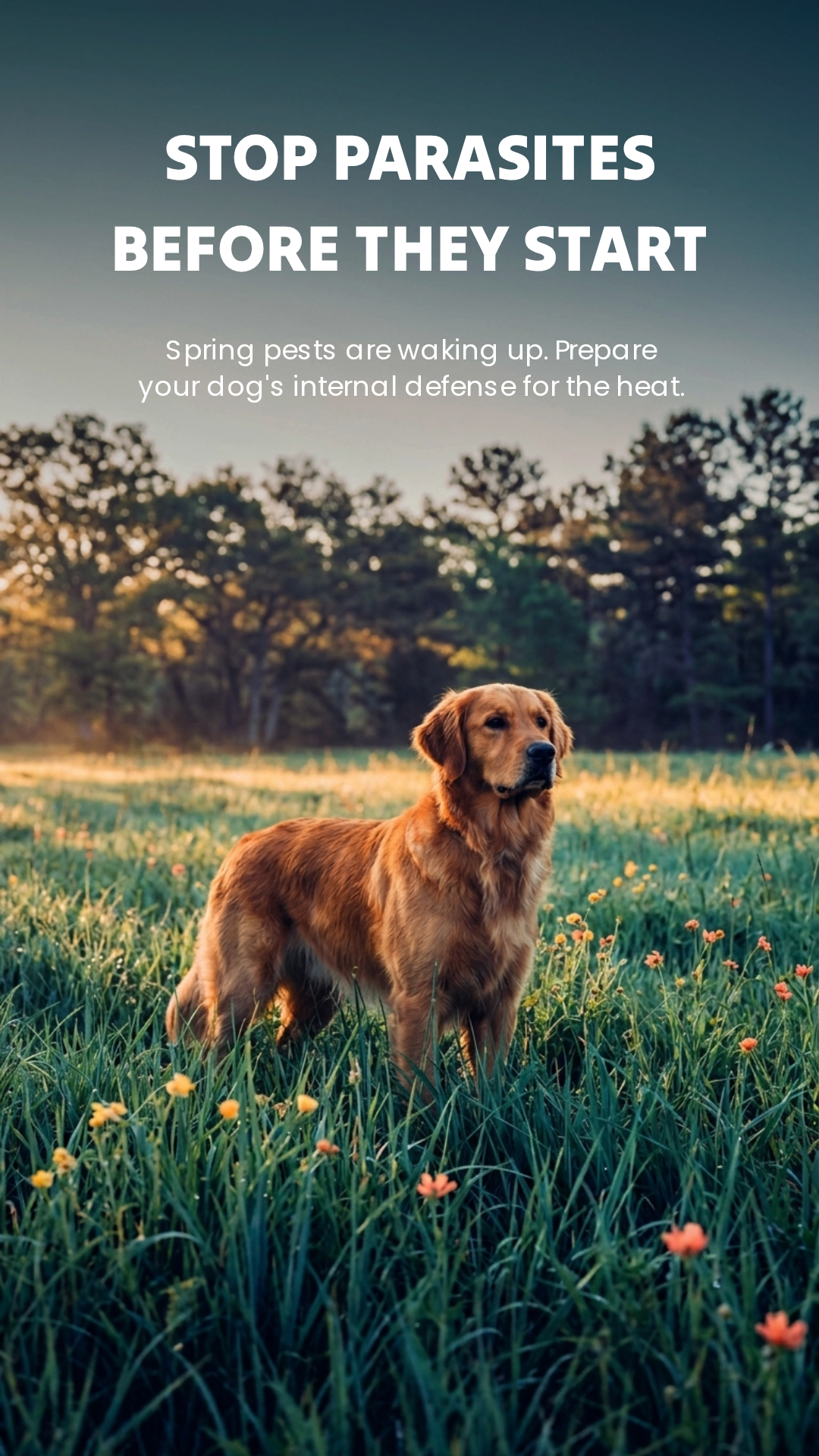 Dog Herbal Supplement product image 3