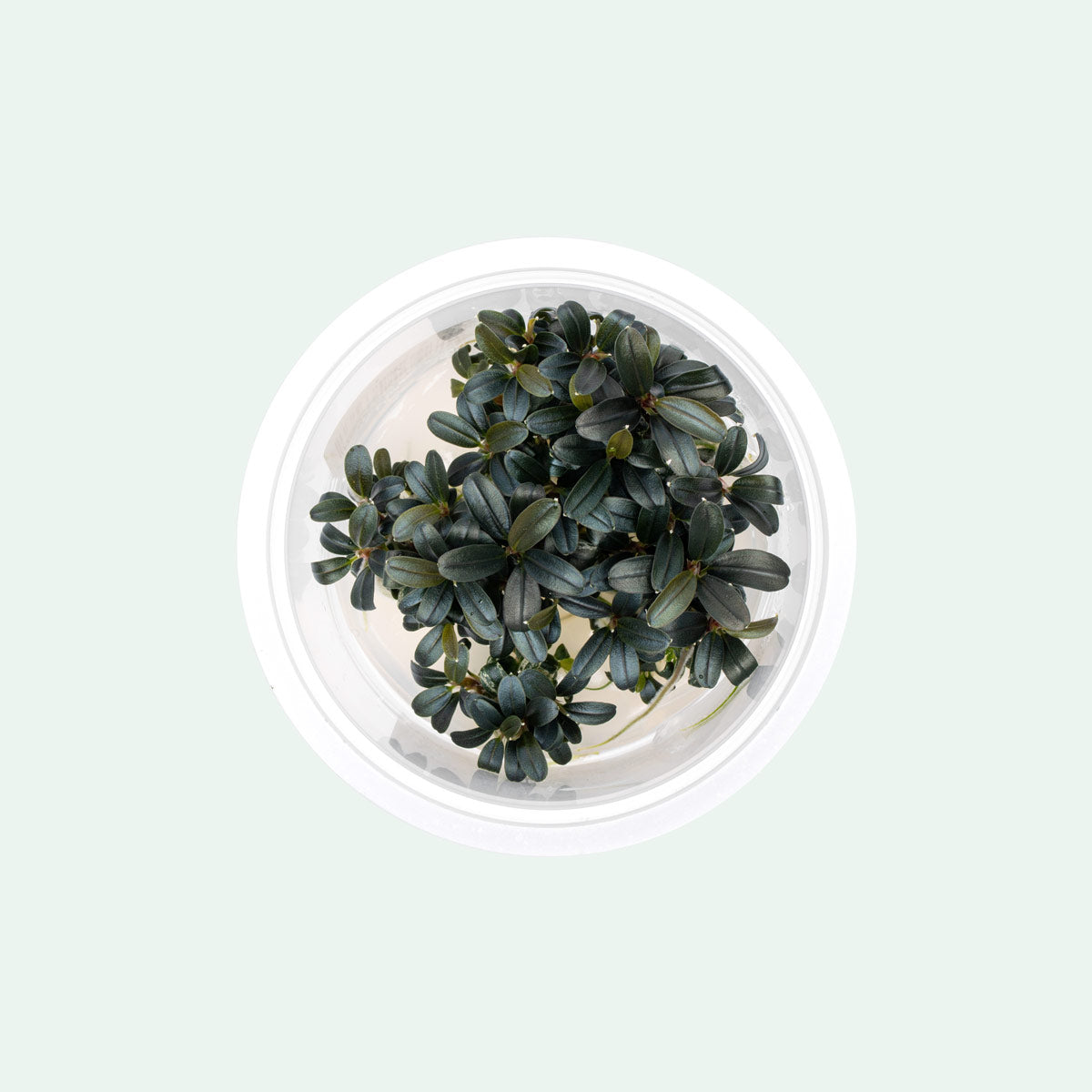Aquarium Plant product image 1