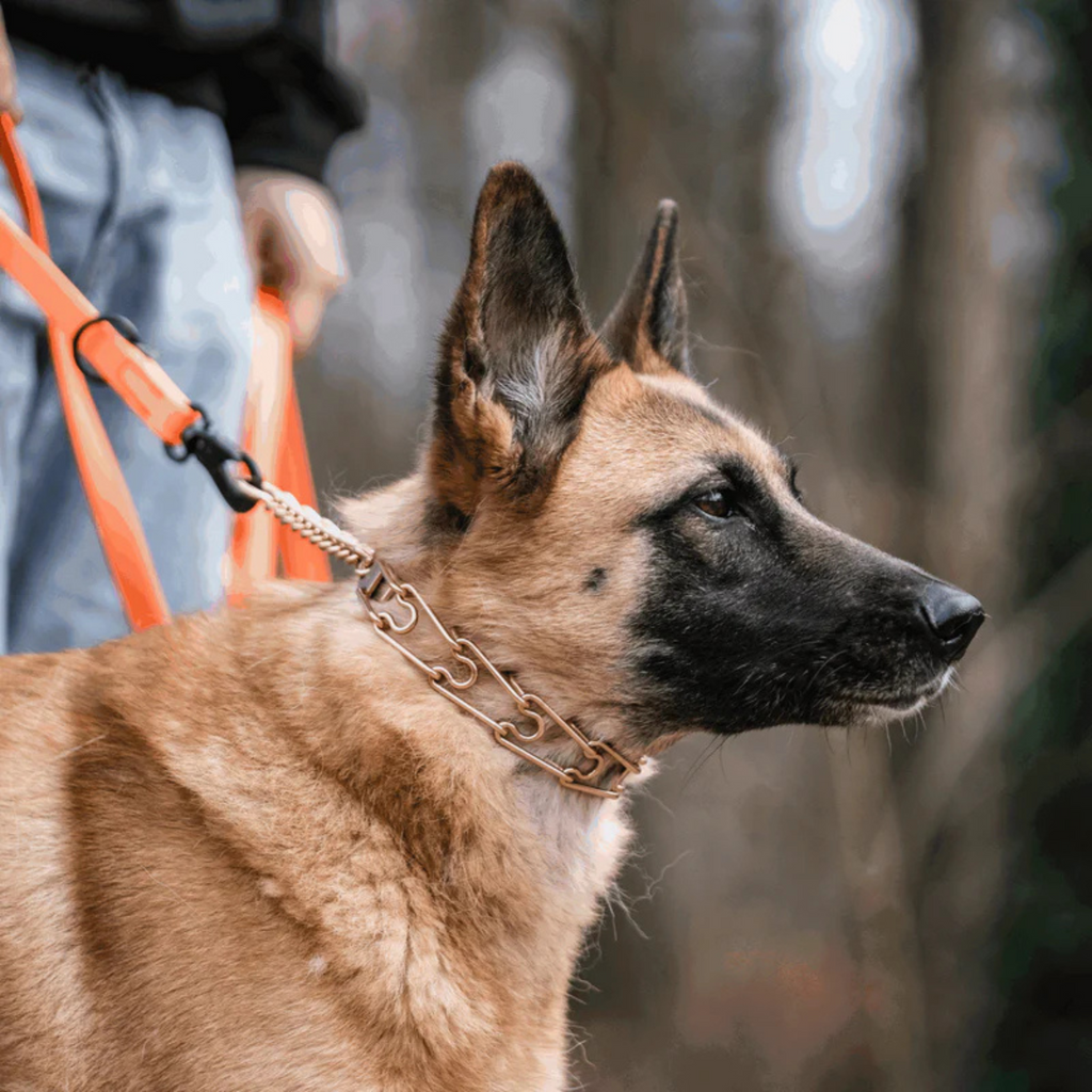 Dog Prong Collar product image 2