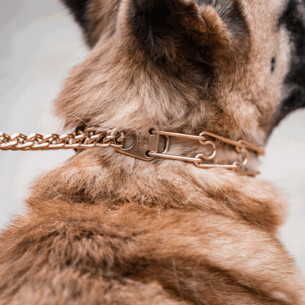 Dog Prong Collar product image 3