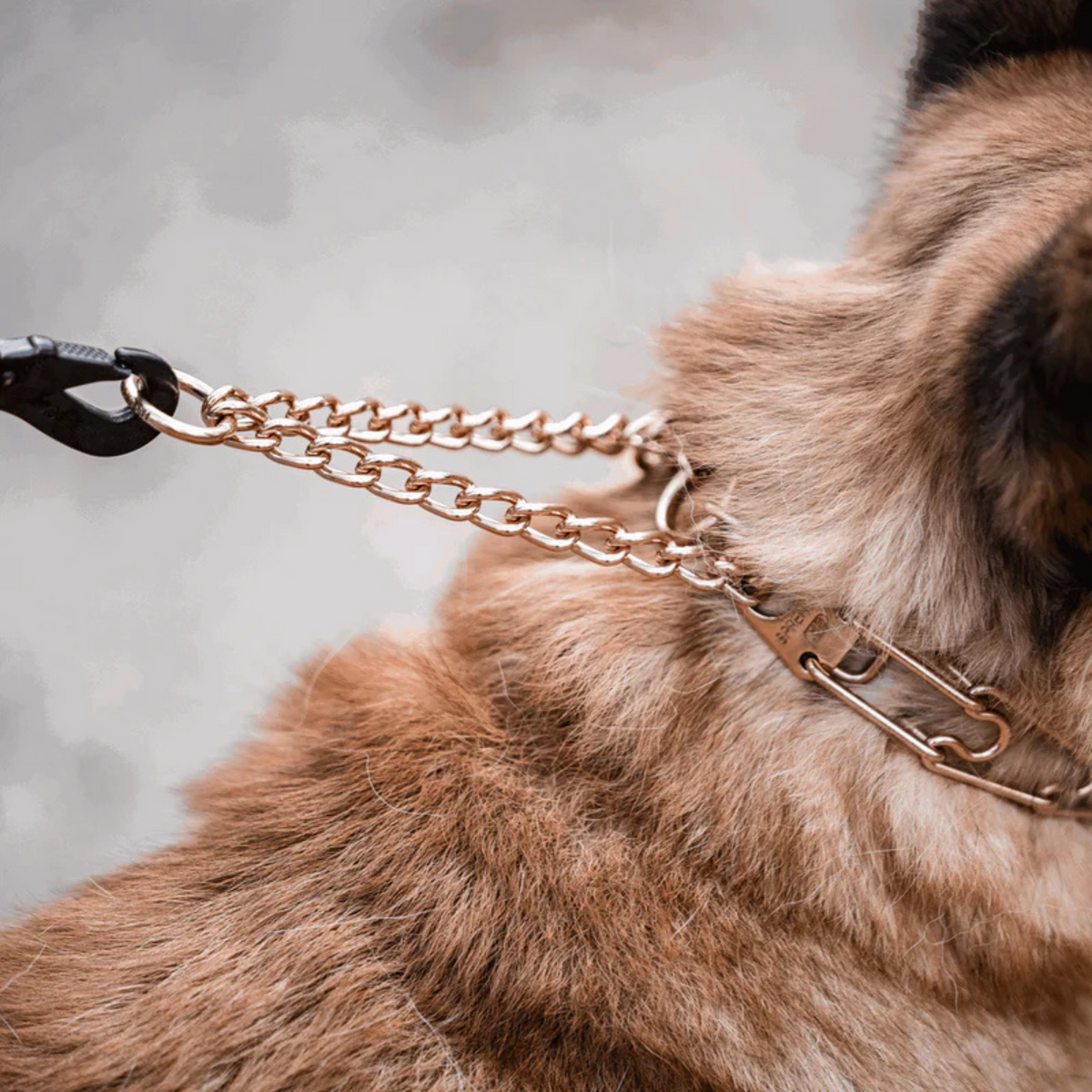 Dog Prong Collar product image 4