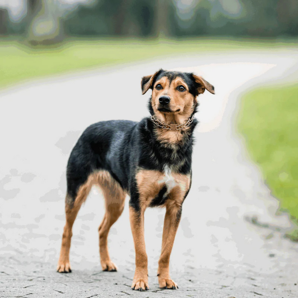 Dog Prong Collar product image 5
