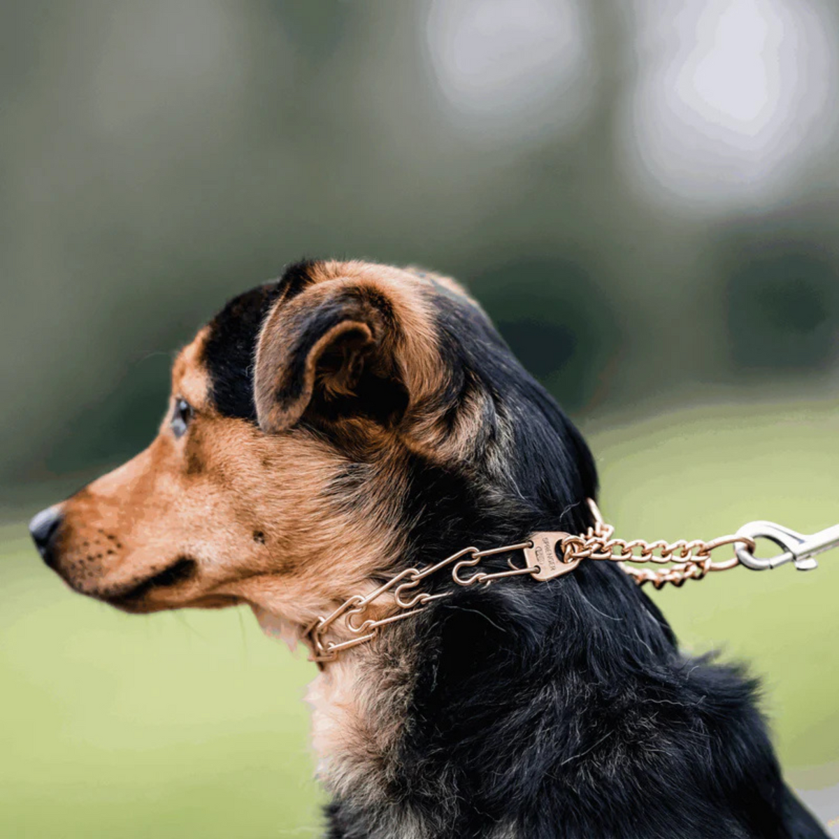 Dog Prong Collar product image 6