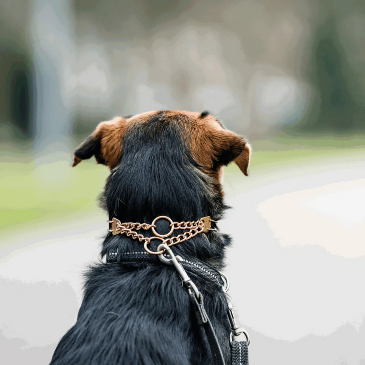 Dog Prong Collar product image 7