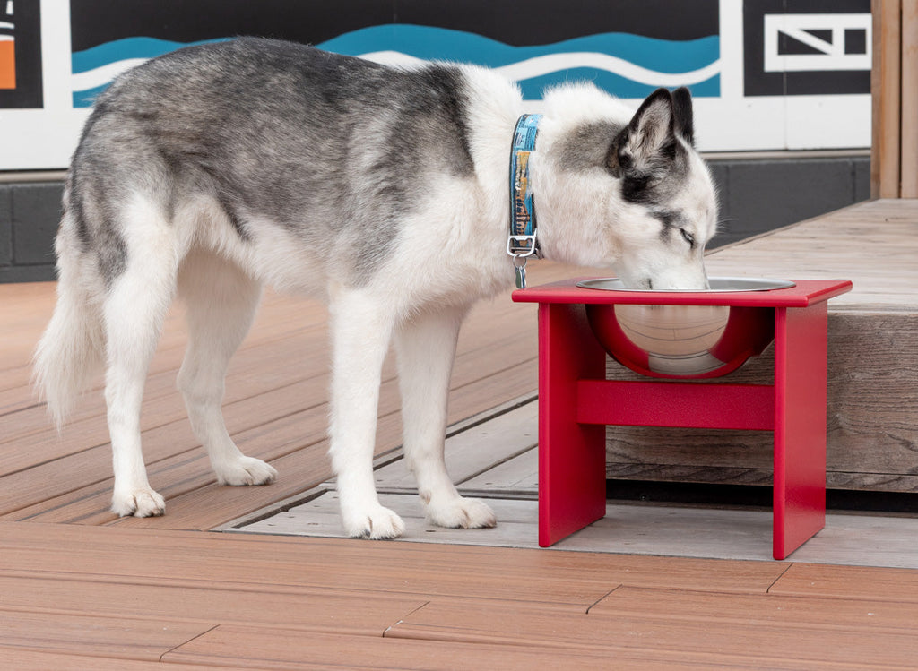 Dog Bowl product image 3