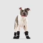 Soft Shield Boots in Black Reflective, Canada Pooch Dog Boots|| color::black-reflective|| size::5|| name::Rico The American Bulldog||weight::63