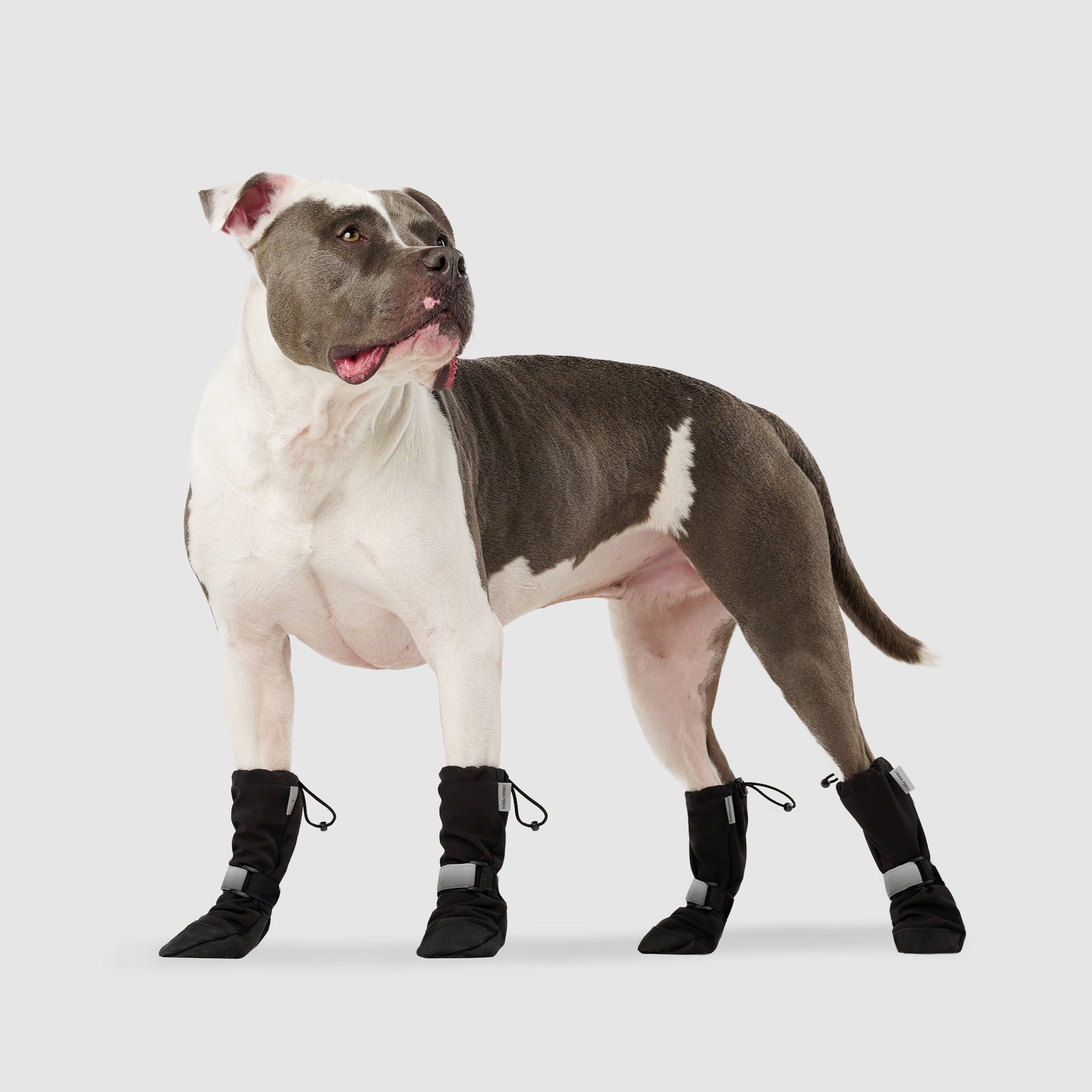 Soft Shield Boots in Black Reflective, Canada Pooch Dog Boots|| color::black-reflective|| size::5|| name::Rico The American Bulldog||weight::63