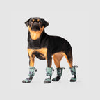 Soft Shield Boots in Green Camo Reflective, Canada Pooch Dog Boots|| color::green-camo-reflective|| size::1|| name:: Nori The Brussels Griffon|| weight::12