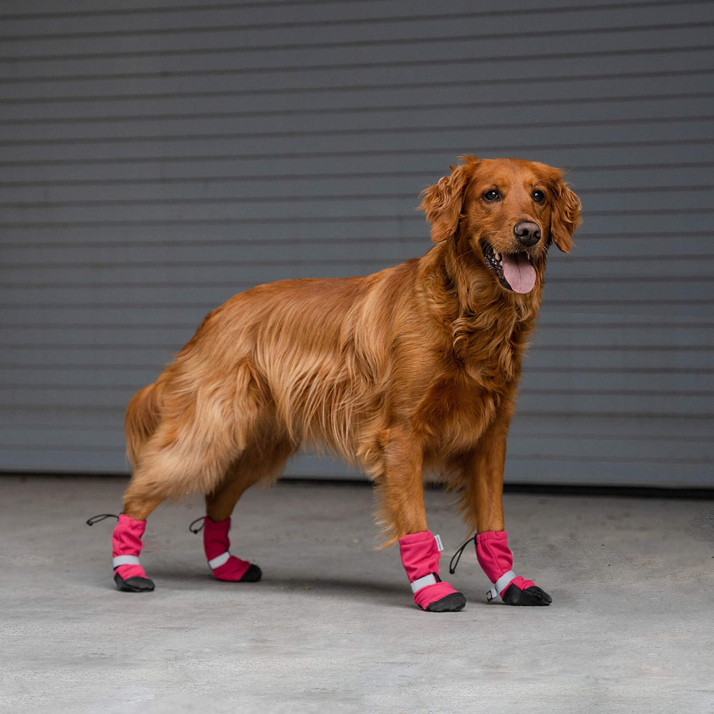 Soft Shield Boots in Pink Reflective, Canada Pooch Dog Boots|| color::pink-reflective|| size::4|| name:: Bailey the Golden Retriever|| weight::55