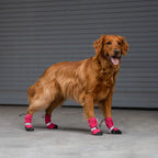 Soft Shield Boots in Pink Reflective, Canada Pooch Dog Boots|| color::pink-reflective|| size::4|| name:: Bailey the Golden Retriever|| weight::55
