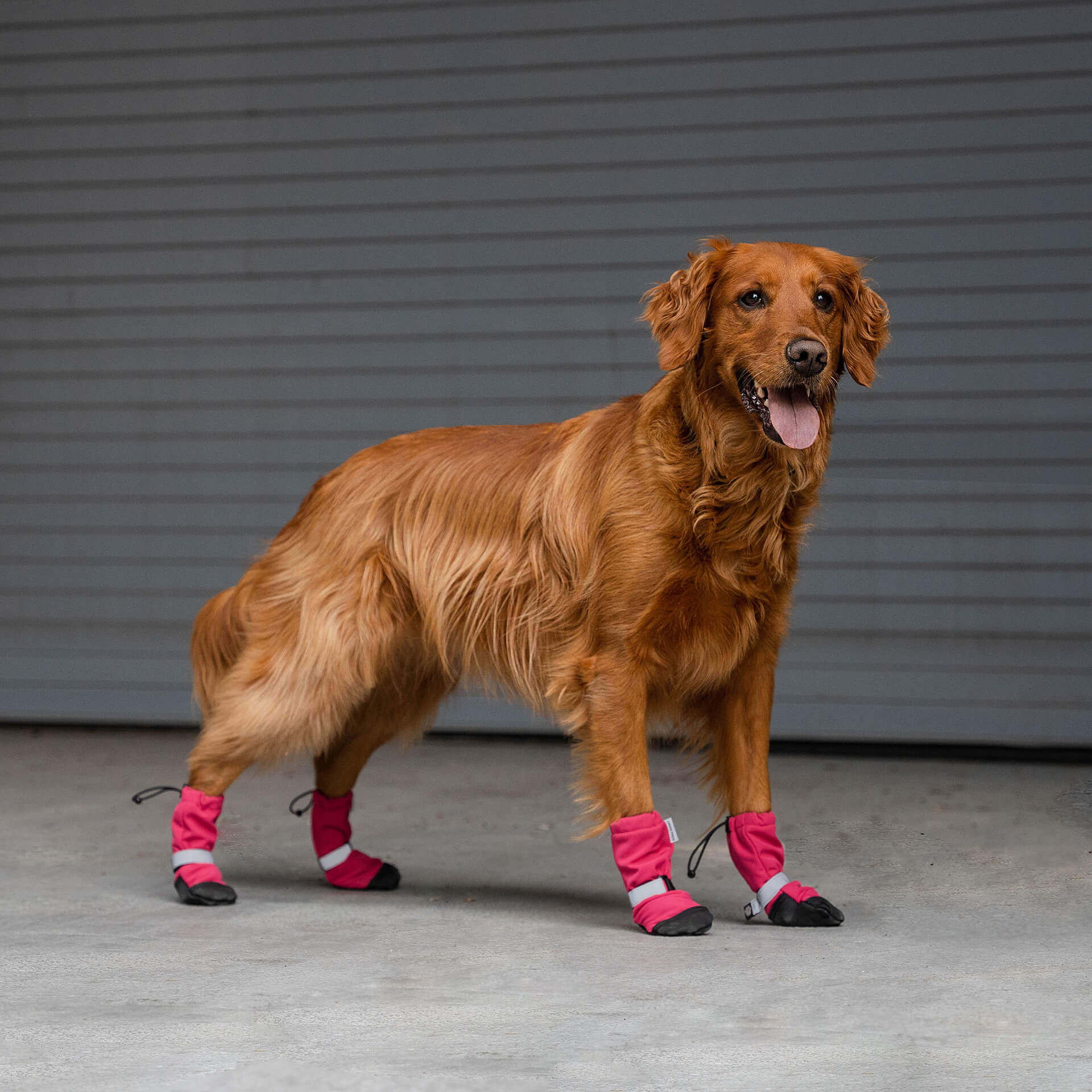 Soft Shield Boots in Pink Reflective, Canada Pooch Dog Boots|| color::pink-reflective|| size::4|| name:: Bailey the Golden Retriever|| weight::55