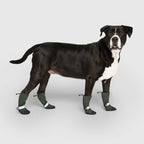 Soft Shield Boots in Green, Canada Pooch Dog Boots|| color::forest-green|| size::4|| name:: Cowboy the Bullmastiff Mix|| weight::92