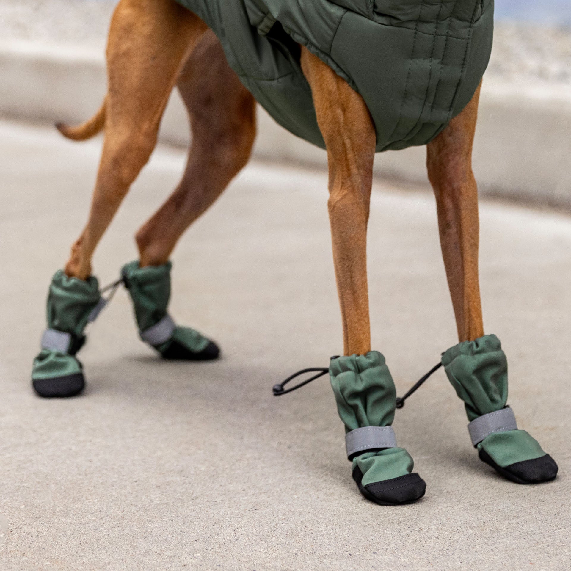 Soft Shield Boots in Forest Green, Canada Pooch Dog Boots|| color::forest-green|| size::1|| name:: Joey the Italian Greyhound|| weight::16