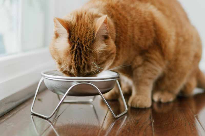 Elevated Cat Bowl Stand product image 1