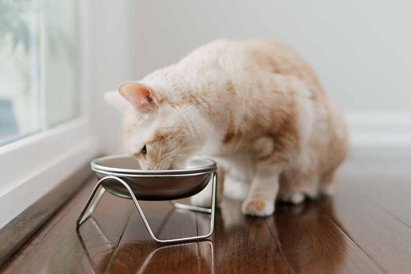 Elevated Cat Bowl Stand product image 5