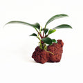 Aquarium Plant product image 1