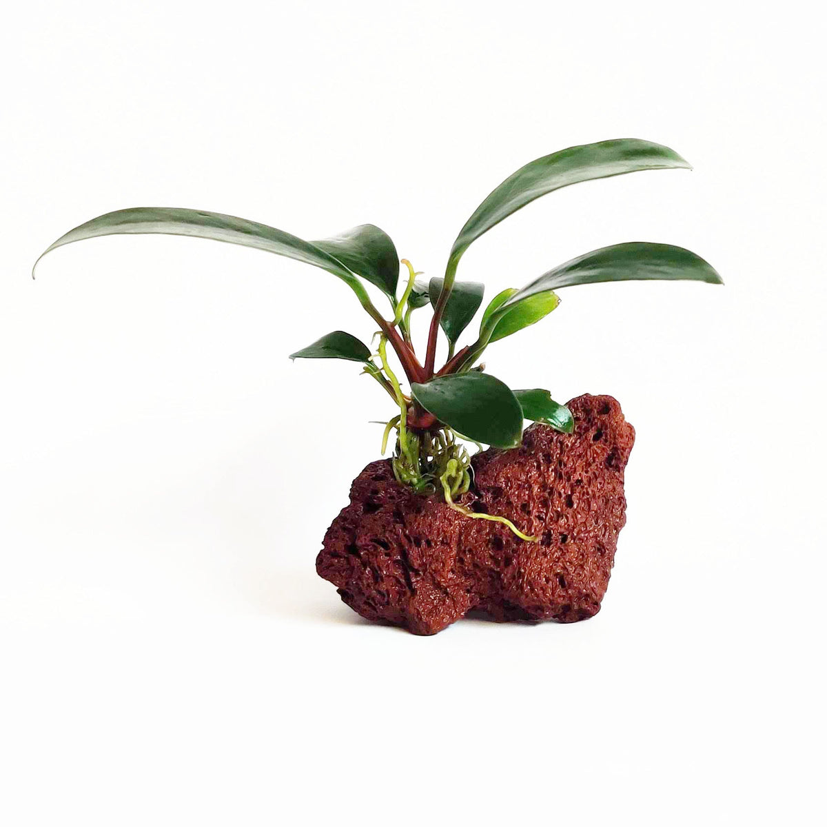 Aquarium Plant product image 1
