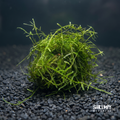 Live Aquarium Plant product image 1