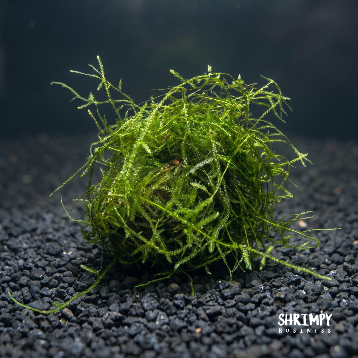 Live Aquarium Plant product image 1