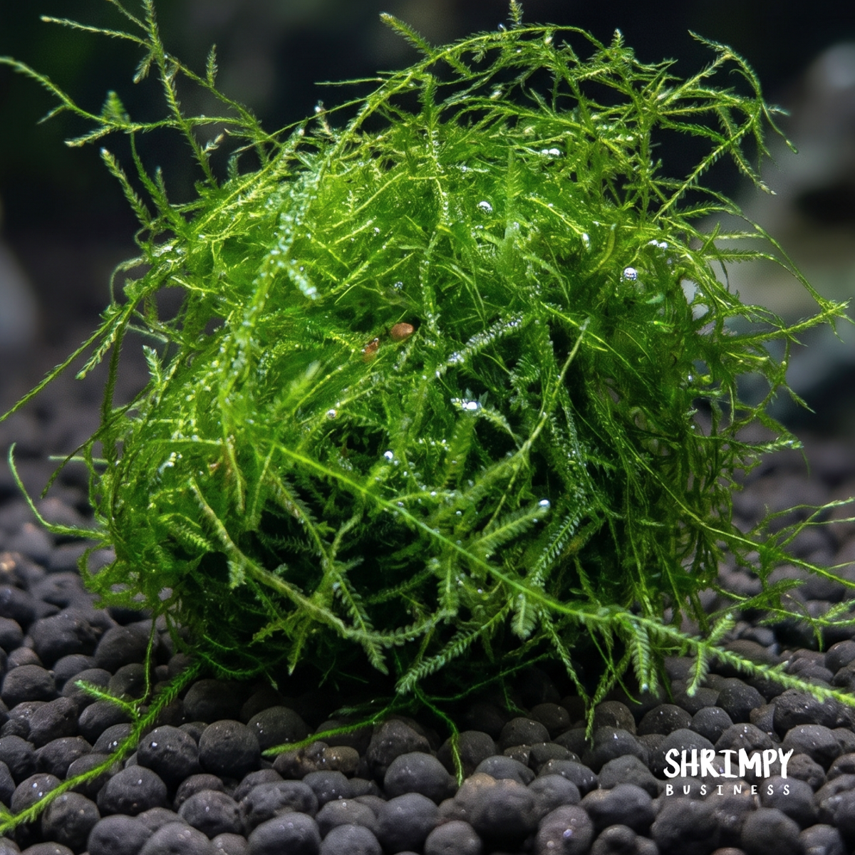 Live Aquarium Plant product image 3