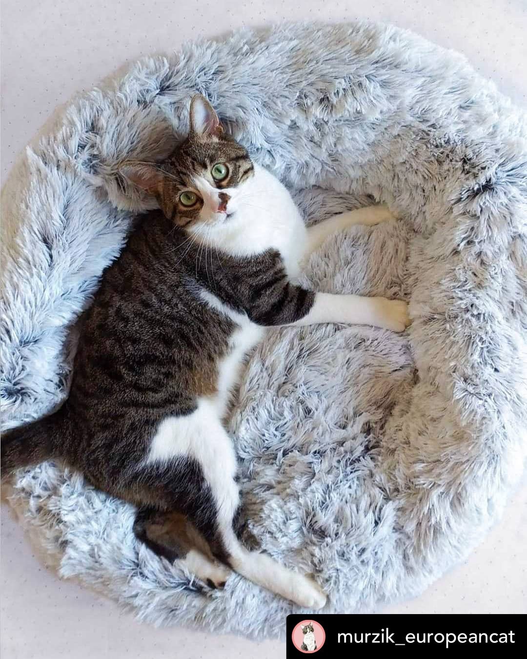 Orthopedic Pet Bed product image 6
